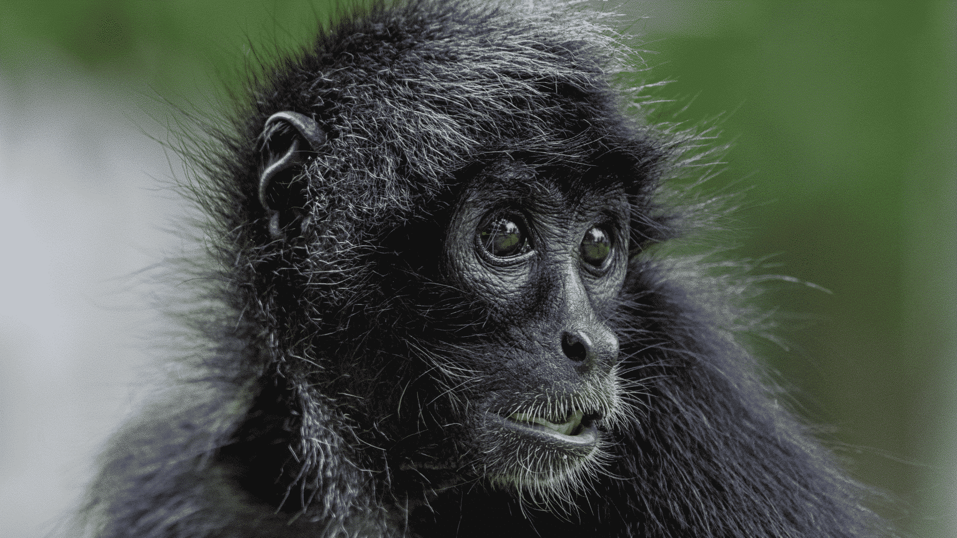 Black Spider Monkey