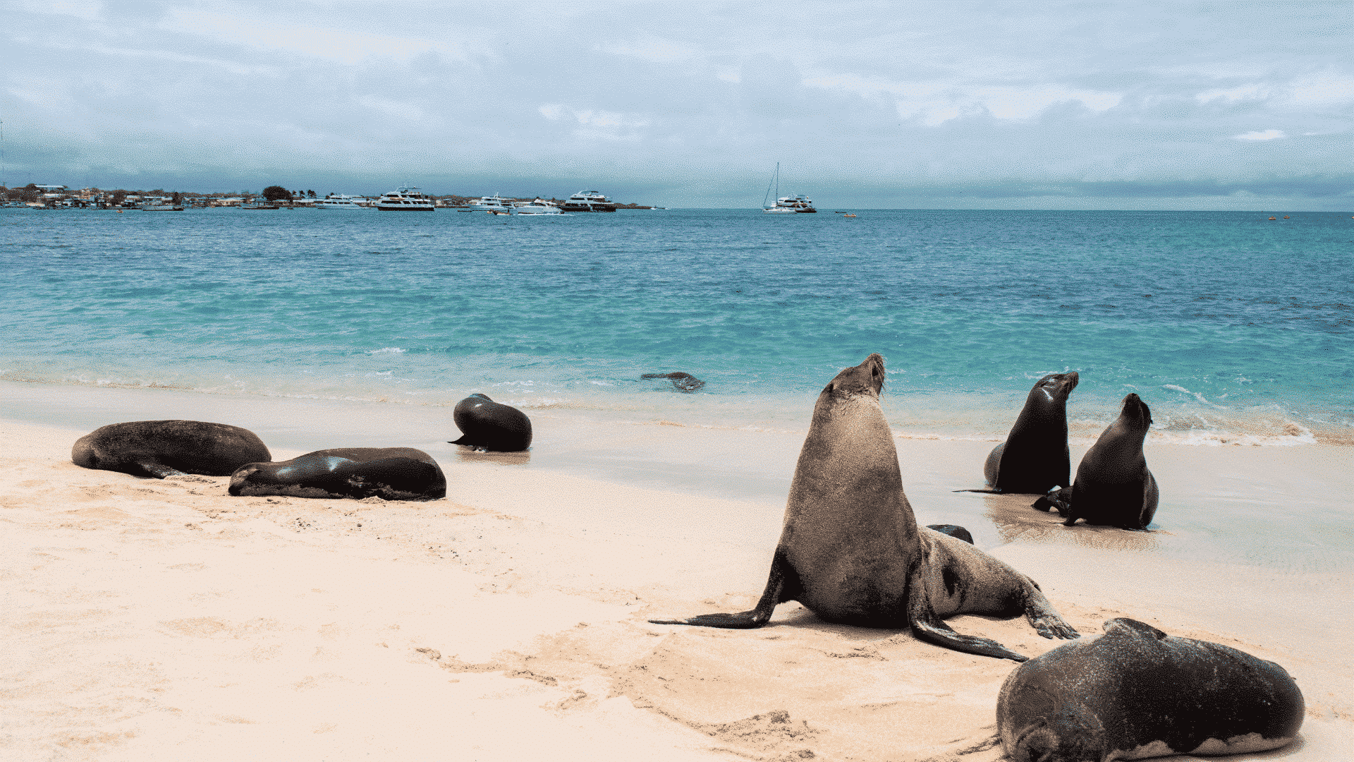 Galapagos Sea Lions