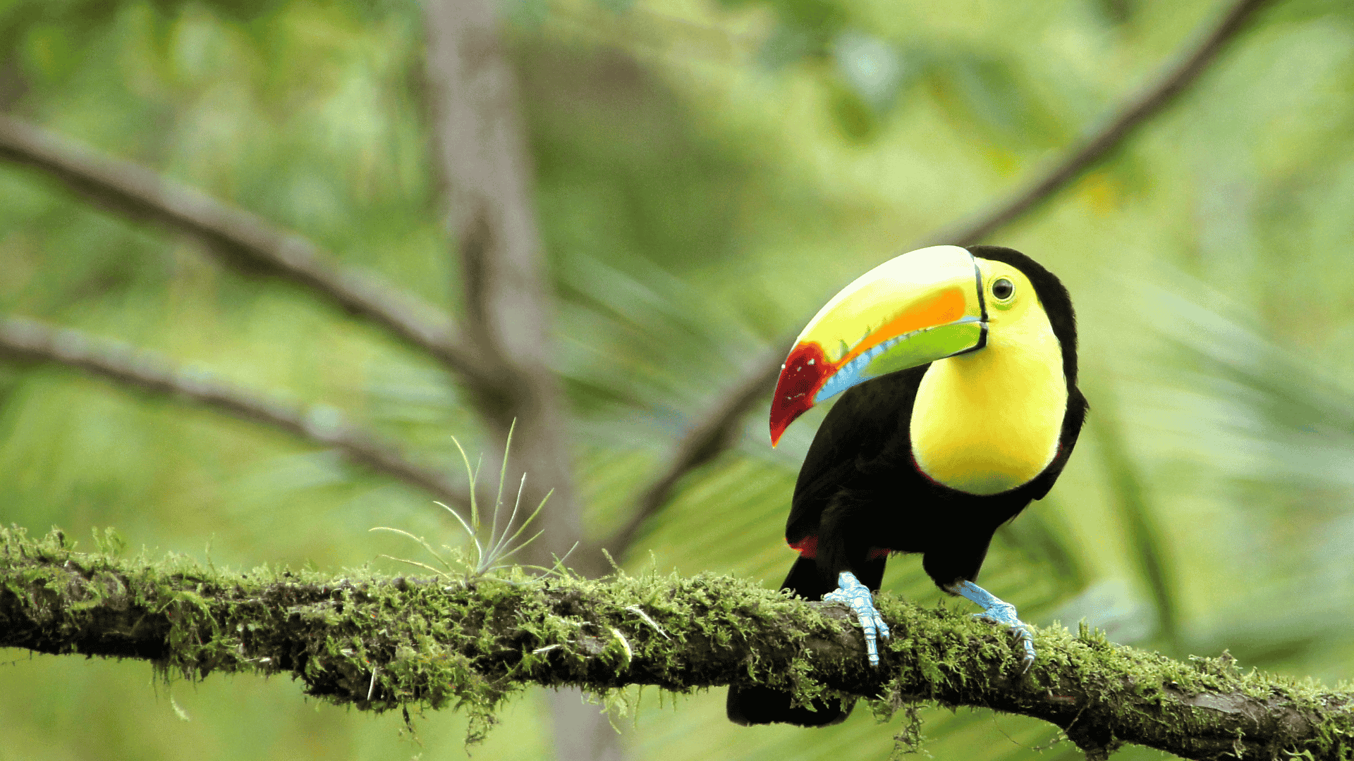 A toucan perched on a branch in the rainforest of Costa Rica